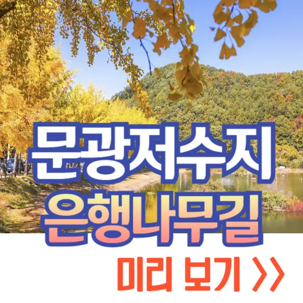 문광저수지 은행나무길