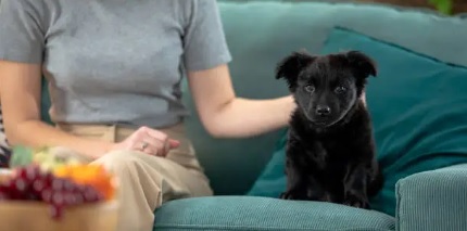 반려동물애도상담사 관련 사진