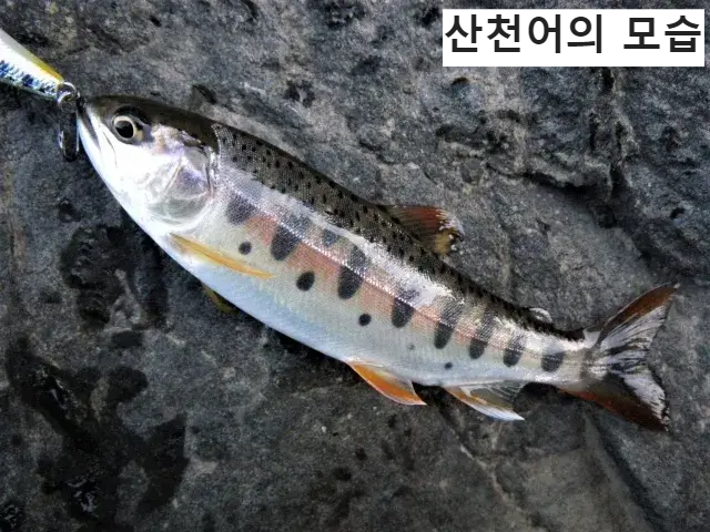 한국물고기 산천어