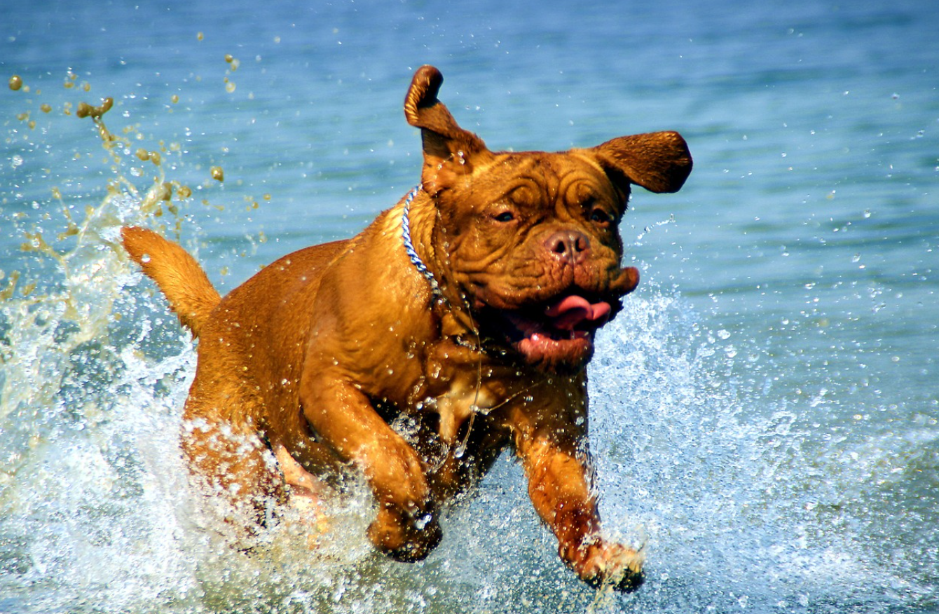 강아지 여름 이미지