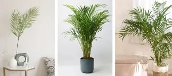 실내 공기정화식물 추천 10가지_7