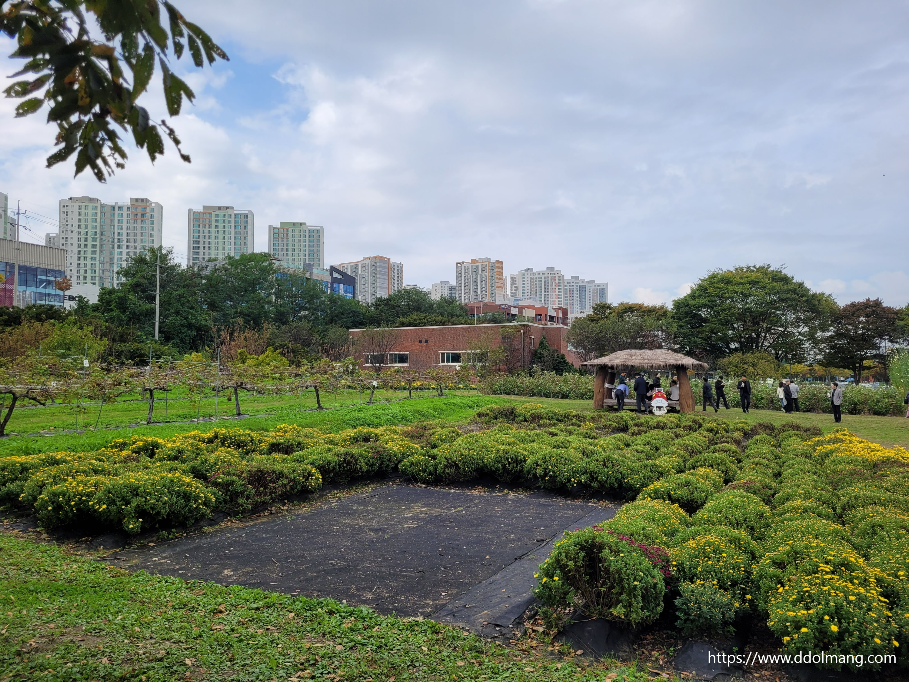 아직은 만개하지 않은 노란빛 국화 화분들