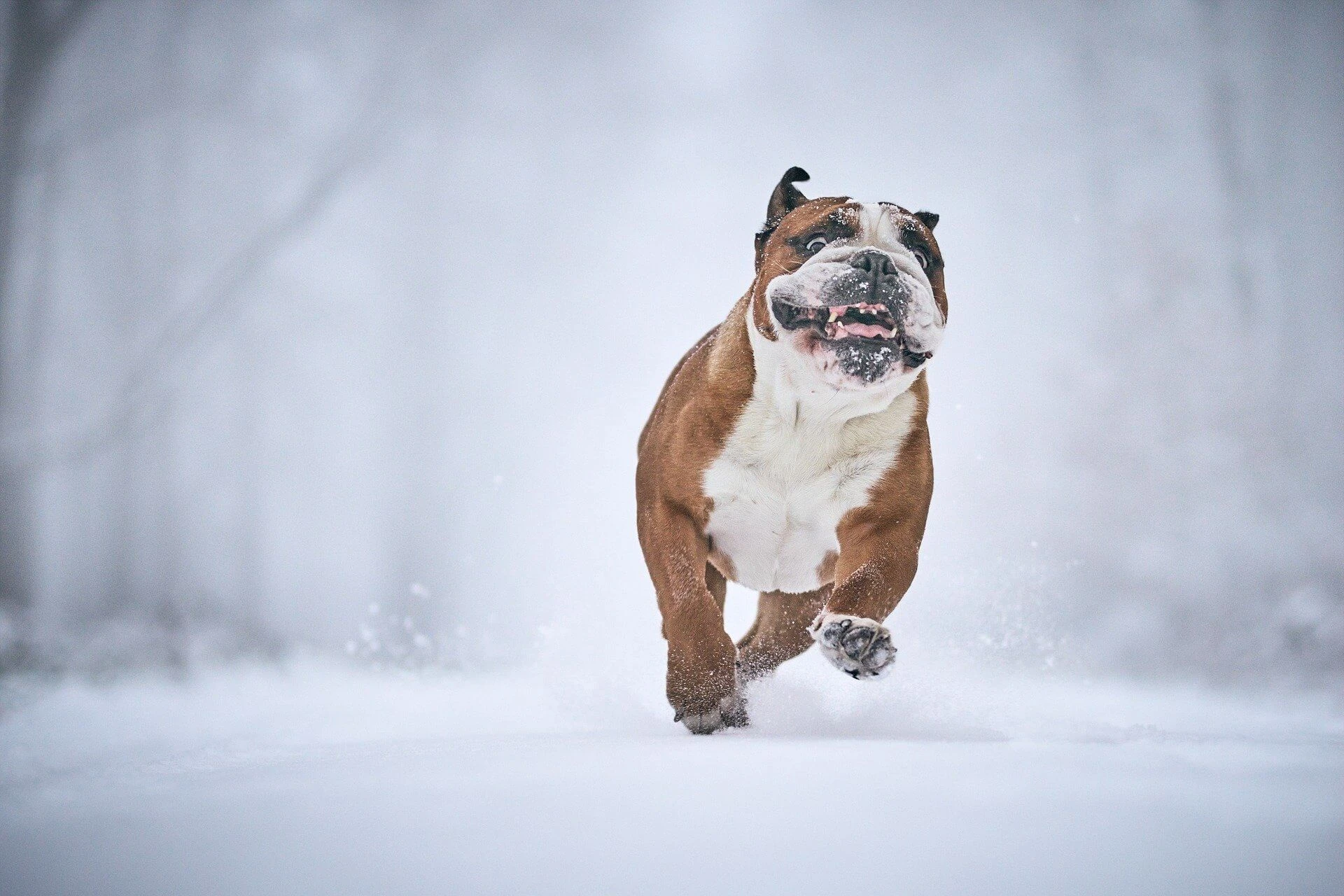 감정 조절 능력 약화와 SNS 과사용의 연결 구조