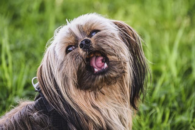 요크셔테리어가 많이 짖는 이유