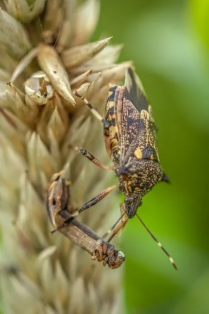 벌레가 집 안에 있는 꿈