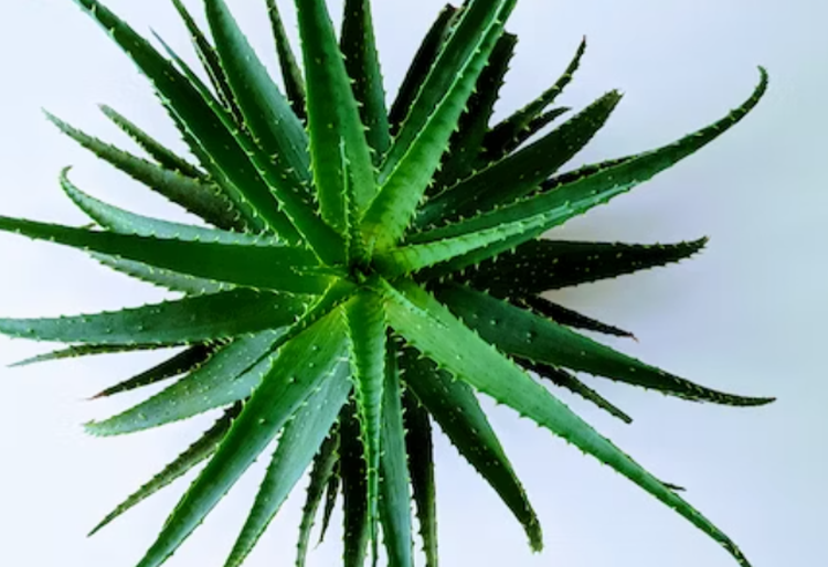 역류성식도염에 좋은 음식