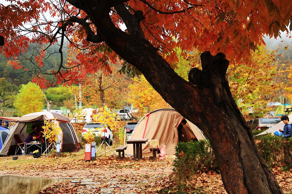 상의자동차야영장. 경상북도 청송군 주왕산면 상의리 368