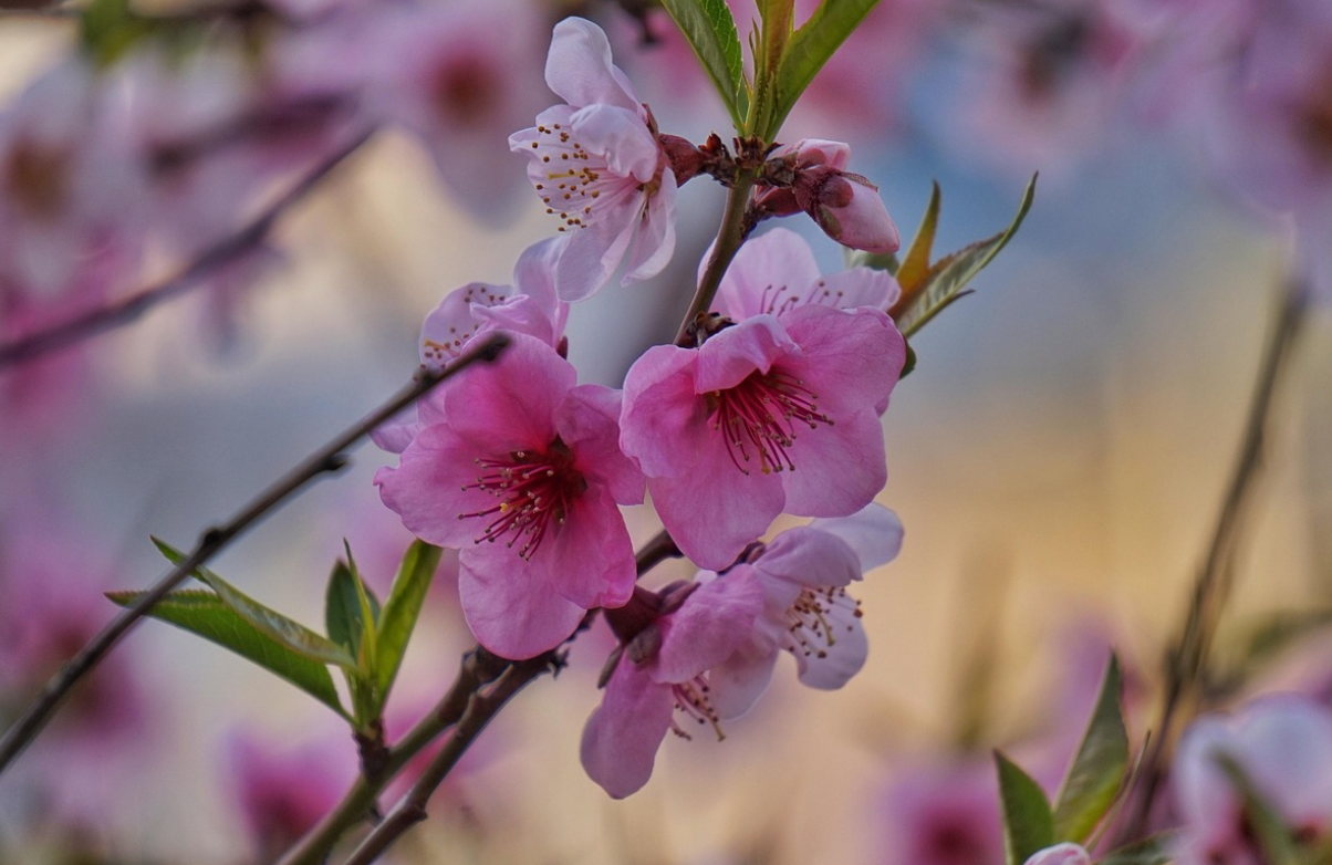 "복숭아꽃이 흐드러질 때" &ndash; 경북 의성 복사꽃 마을 축제 이야기