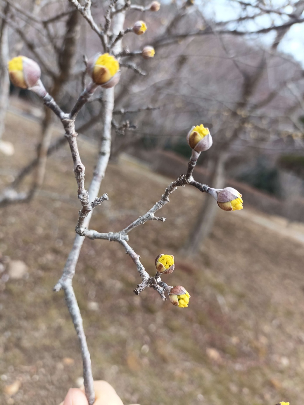 산수유 나무