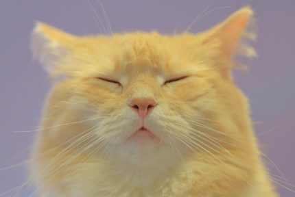 눈을 가늘게 뜨는 고양이.