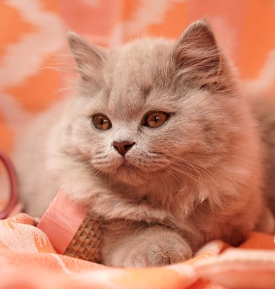 고양이 수명 평균은 몇 살일까? 관리방법 총정리