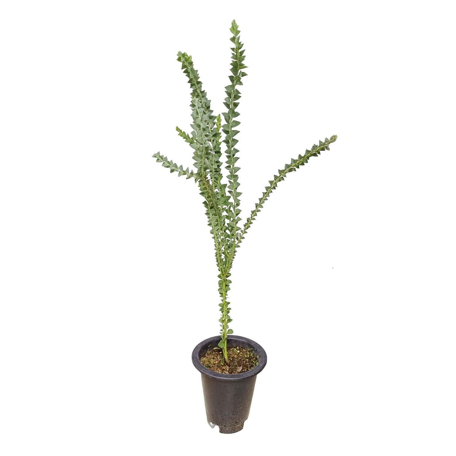 삼각잎 아카시아 키우기