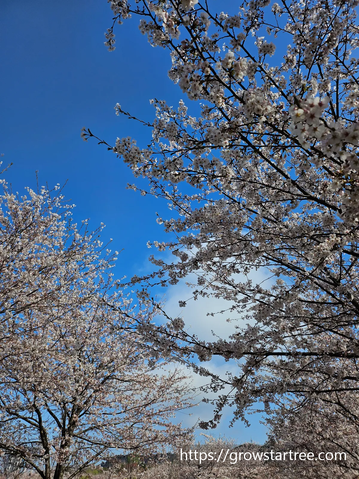 인천 연수구 봉재산 벚꽃