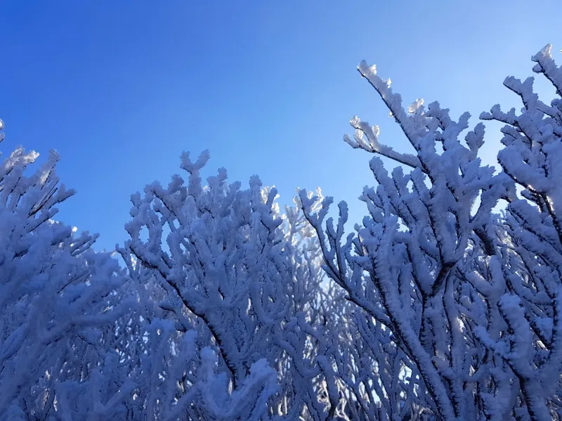 울산 가지산 서리꽃 상고대
