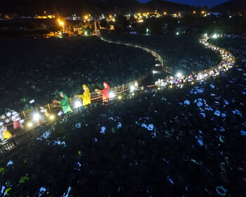 무안 연꽃축제 야간_2