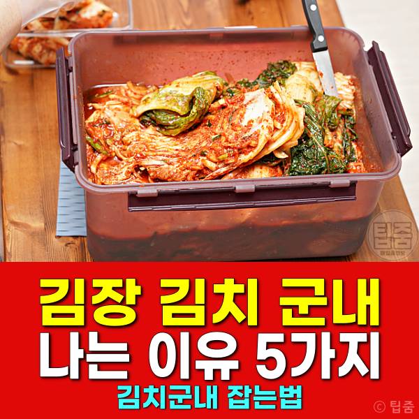김장김치 군내나는 이유 김치군내잡는법 김치군내 원인