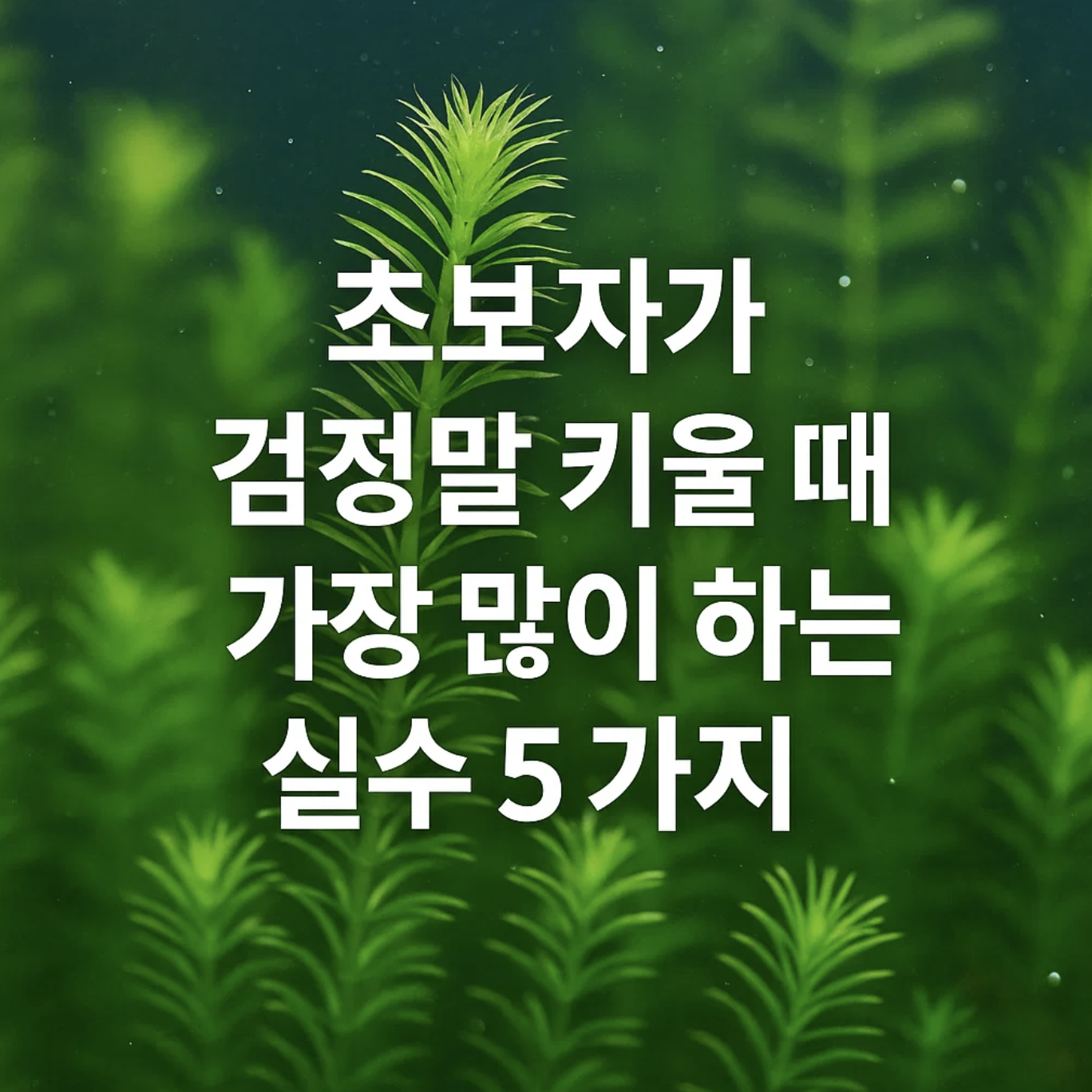 초보자가 검정말 키울 때 가장 많이 하는 실수 5가지