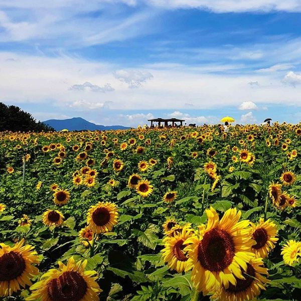 강주해바라기마을