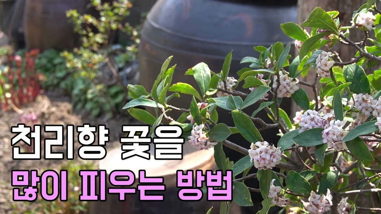 천리향 키우기와 향을 오래 유지하는 방법_3