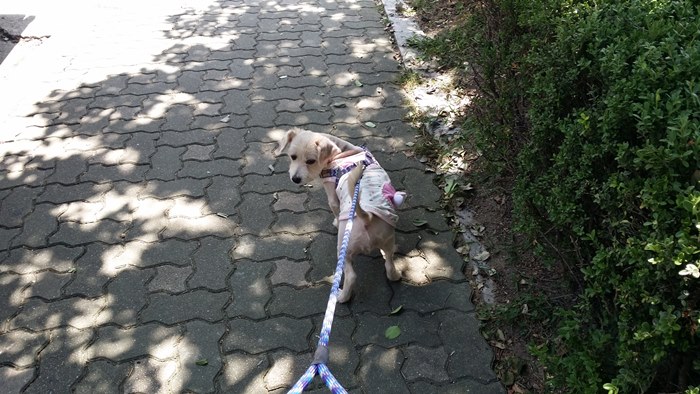 강아지가-산책하는-모습