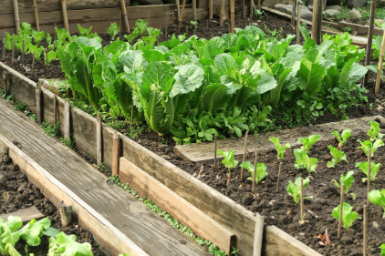 6월 텃밭 작물 추천 상추