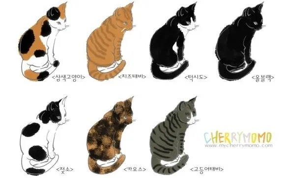 코리안숏헤어 코숏 고양이 종류 몸무게 고등어_6