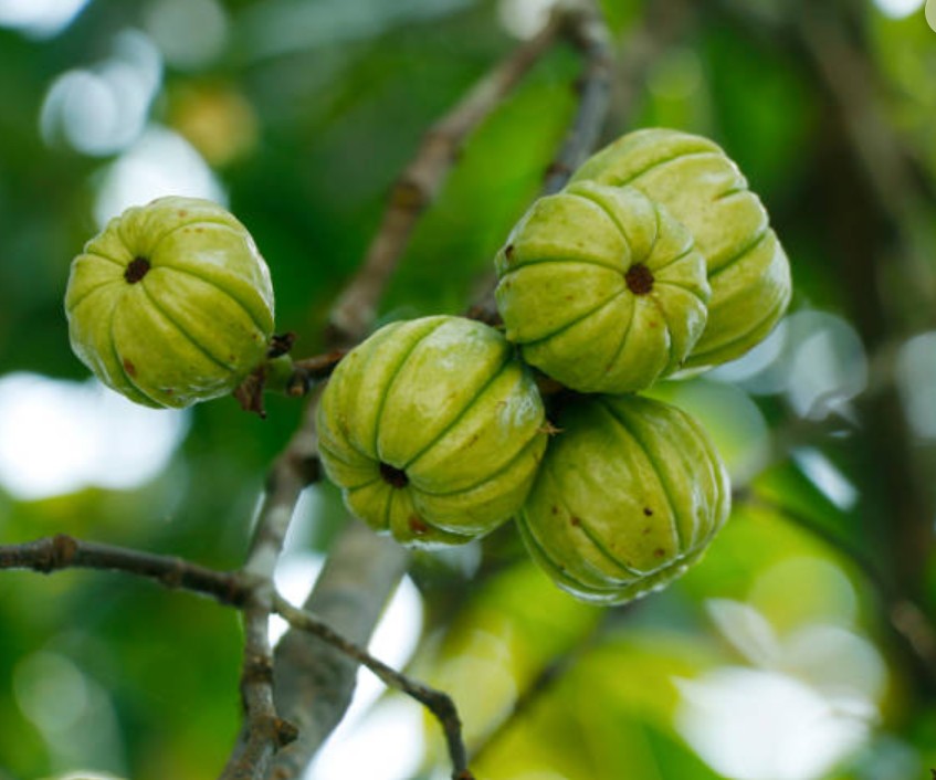 가르니시아 사진