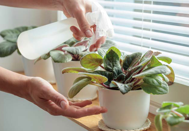 과습 방지 식물 관리법: 물주기와 화분 선택이 핵심