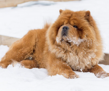 눈과 차우차우.