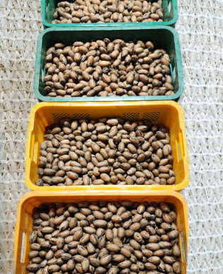 고흥석류피칸농장 피칸