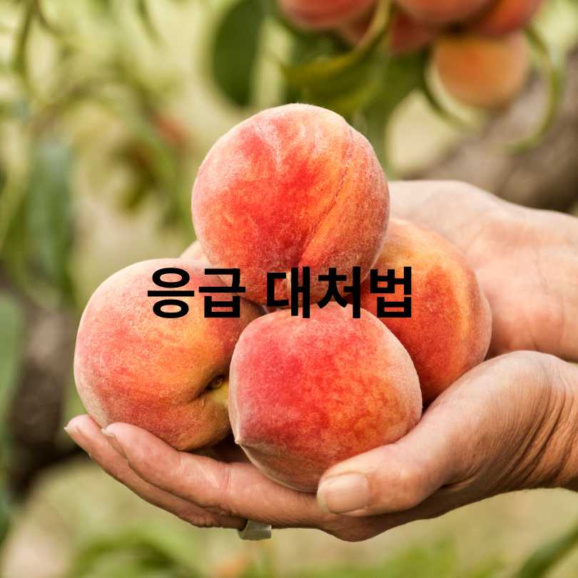 복숭아 알레르기 원인, 증상, 대처법