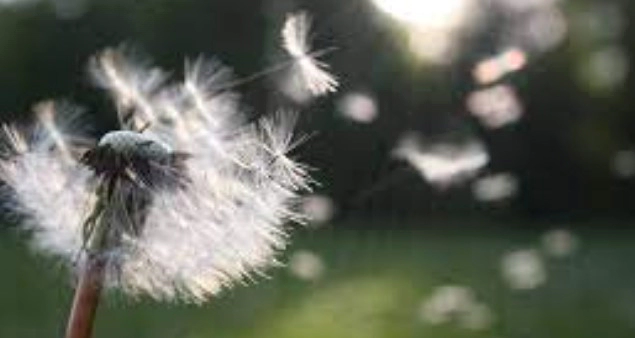 민들레 홀씨 꽃말