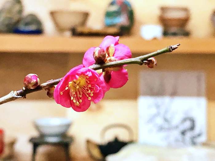 생방송오늘저녁 진주 매화숲 1년에 한 달만 개방 홍매화 매화꽃 식물원