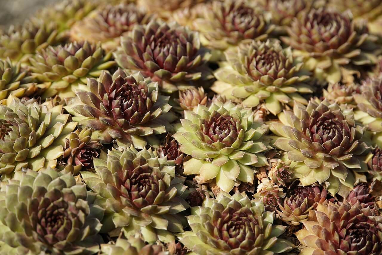 청명(淸明) 절기에 즐기는 봄나물 가이드