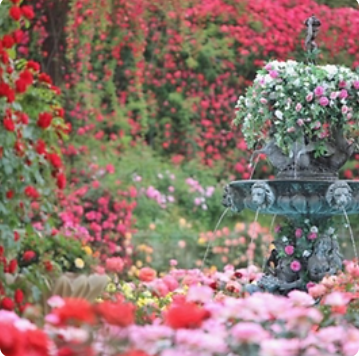 세종축제 베어트리파크 로맨틱 로즈 가든 파티 