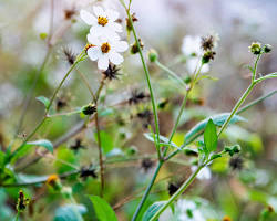 비덴스 이미지 사진