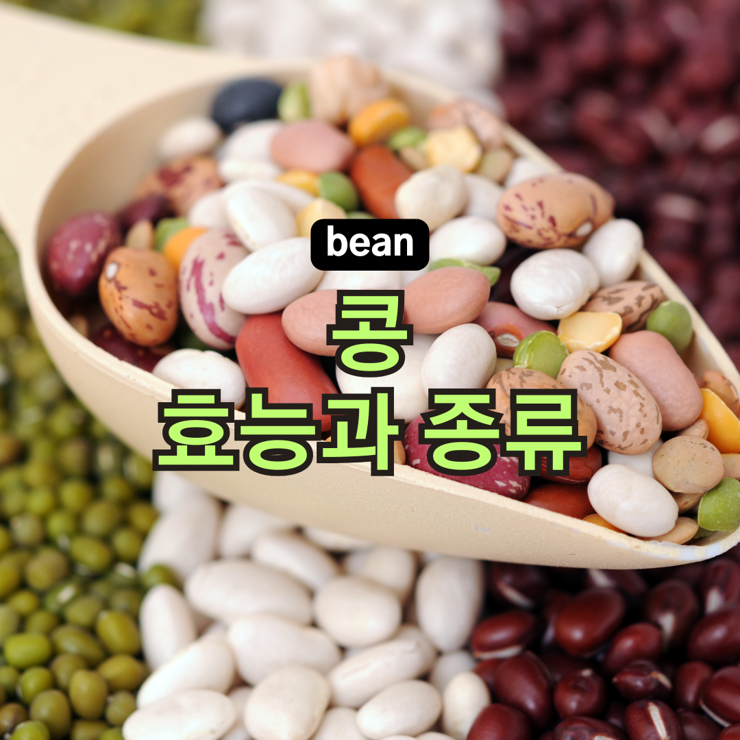콩의 효능과 콩의 종류
