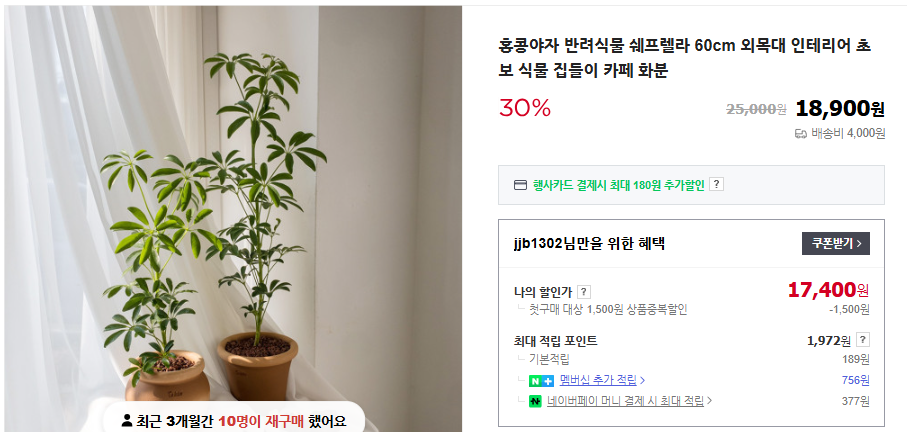 홍콩야자 키우기 및 관리법 (+ 가지치기 번식 수경 재배)