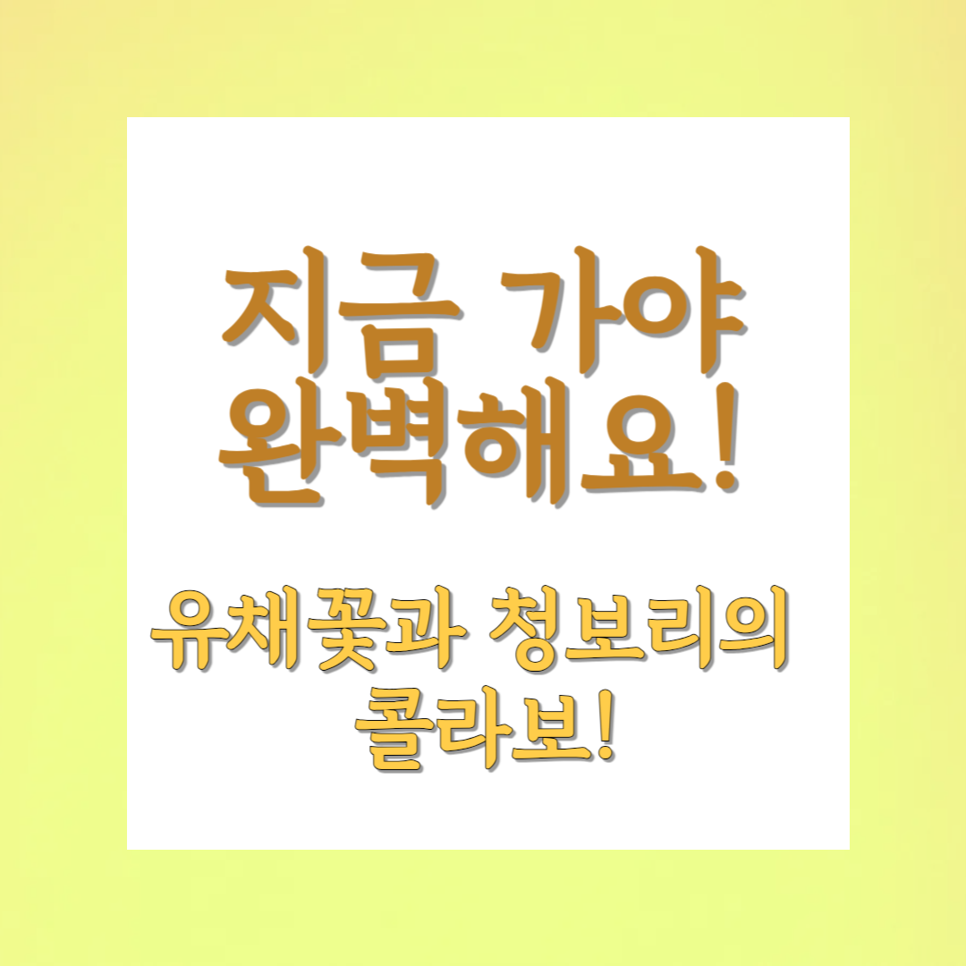 보령 유채꽃 청보리밭 ㅣ 힐링여행 완벽코스