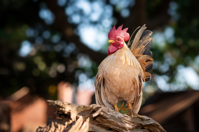 2024년 닭띠운세