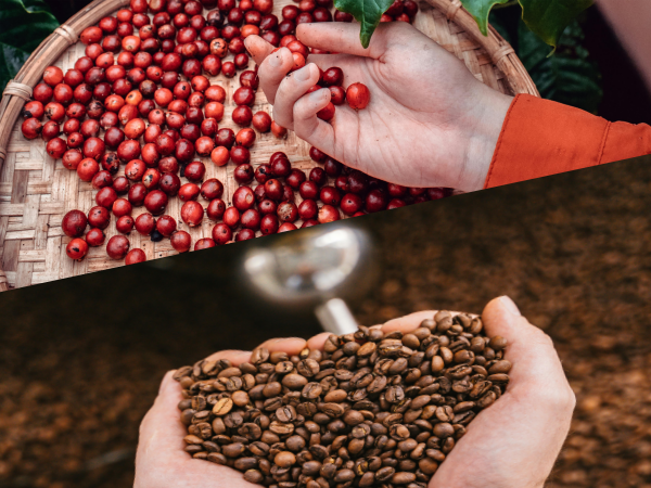 커피 로스팅의 기본 개념_로스팅이란