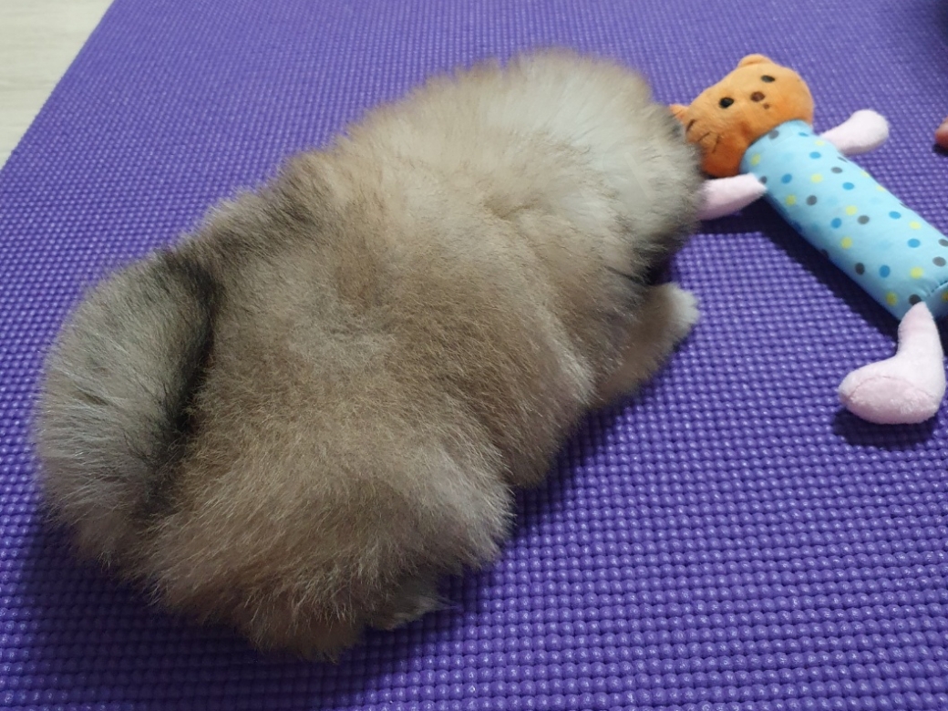 세이블 포메라니안의 뒷모습