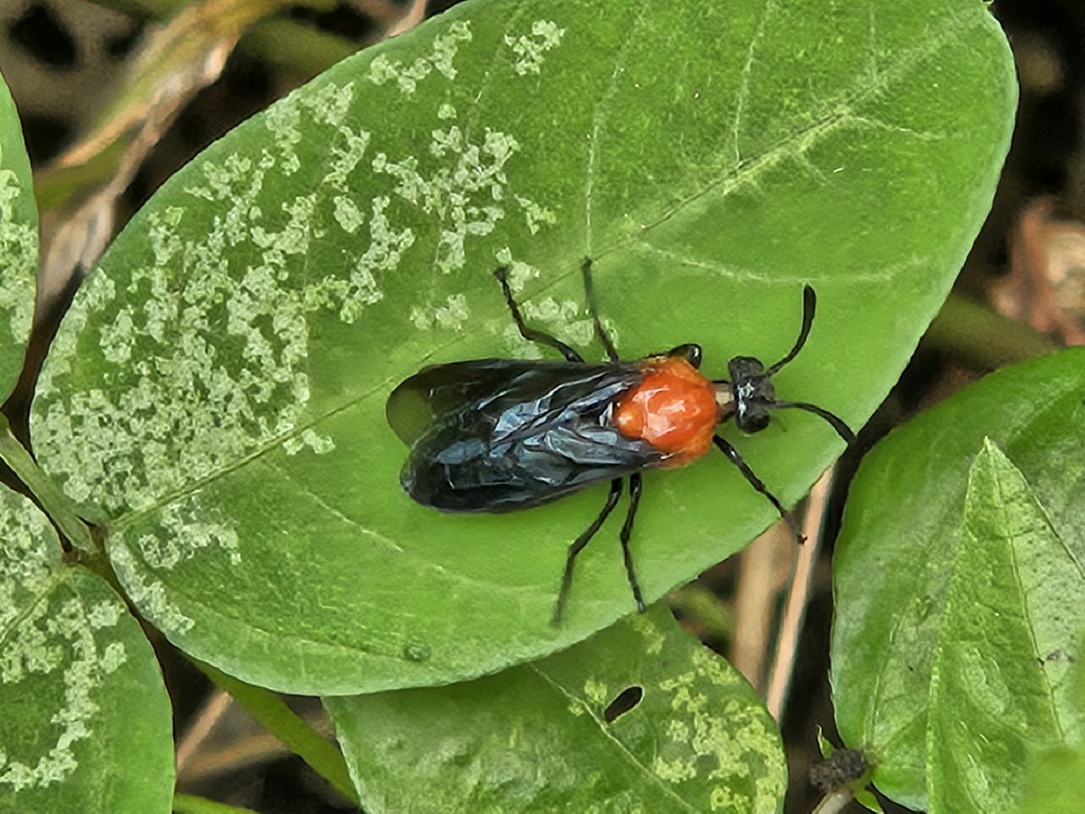 홍가슴루리등에잎벌3