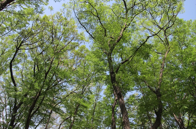 숲속 큰 나무들이 푸른 잎을 가득 피우고 있는 사진