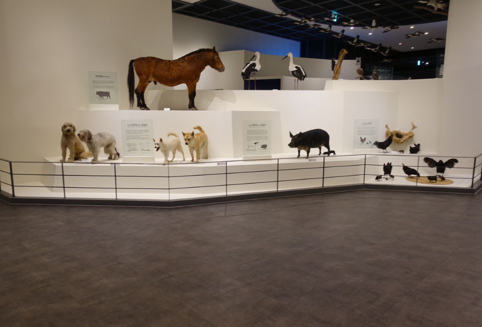 천연기념물센터