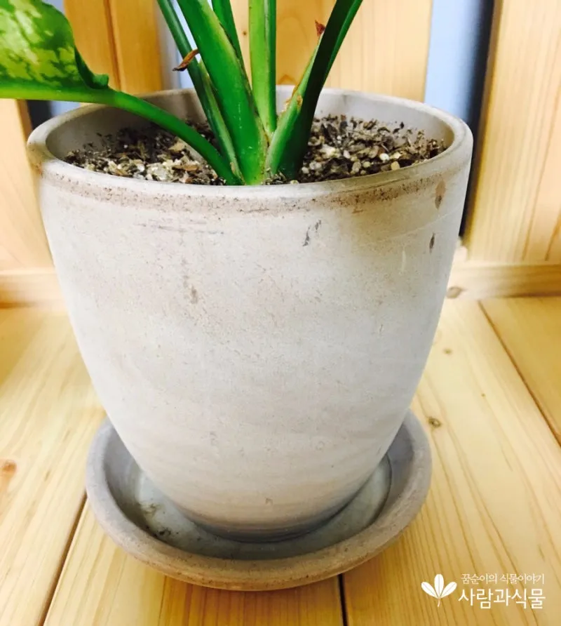 물받침 관리 물때제거 냄새억제 세척주기 청결유지 요령_1