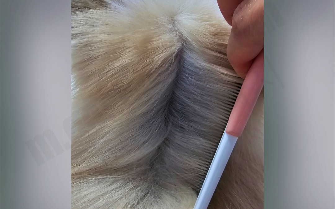 세이블 포메라니안 속털 색깔