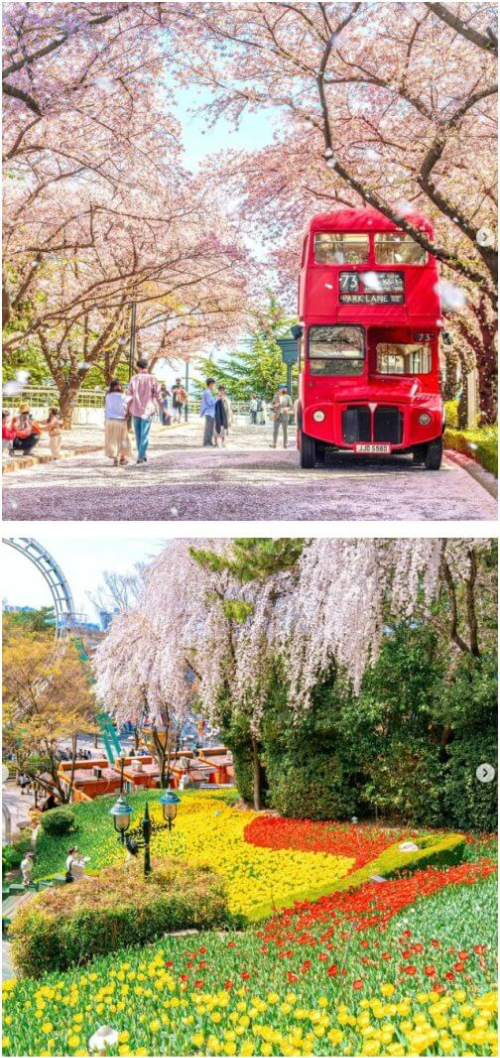 대구 이월드 블라썸 피크닉 2층버스, 튤립