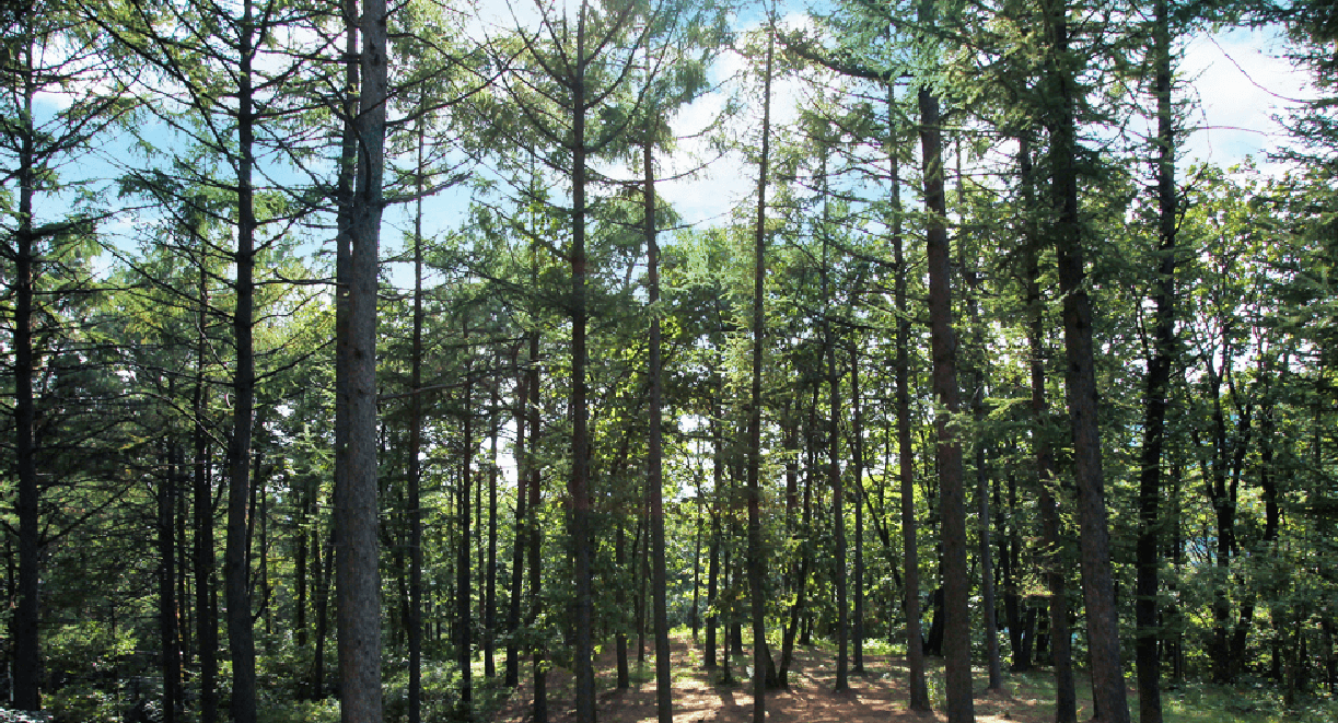 설매재 자연휴양림 관련 사진