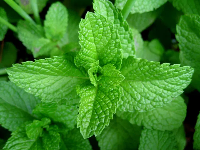 민트 (Mint)